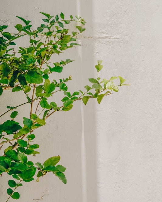 Ahora qué? - Now What?